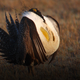 Image for article titled This Is The Mating Dance Of The Greater Sage-Grouse, An Imperiled Bird